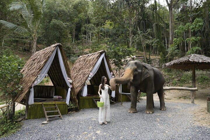 Ethical Elephant Encounters in Patong: Half-Day at Patong Elephant Hug photo 4