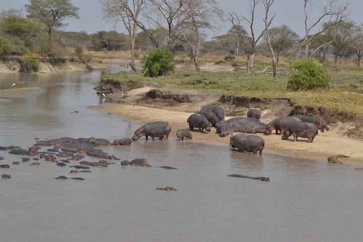 Private Katavi Safari: 3-Day Wildlife Encounter in Remote Tanzania photo 3