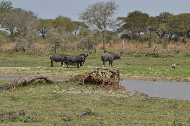 Private Katavi Safari: 3-Day Wildlife Encounter in Remote Tanzania photo 5