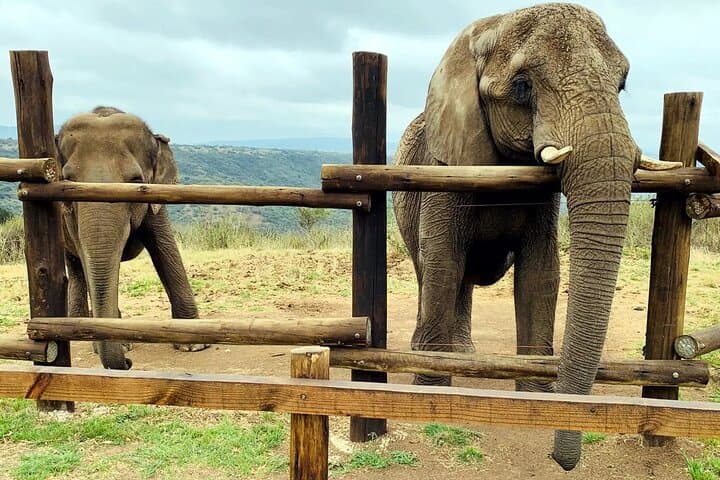 Durban Mini Safari and PheZulu Village Day Tour — Wildlife, Raptors & Zulu Culture photo 3