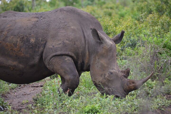 Durban Mini Safari and PheZulu Village Day Tour — Wildlife, Raptors & Zulu Culture