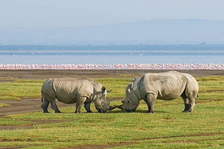 Lake Nakuru Day Safari from Nairobi: 4WD Flamingos & Rhino Tour