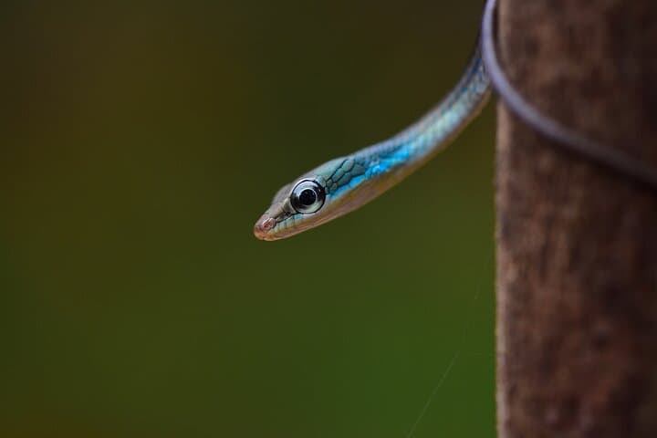Rainforest Camping at Kudremukh National Park: 3-Day Forest Escape & Sringeri Temple Visit photo 4
