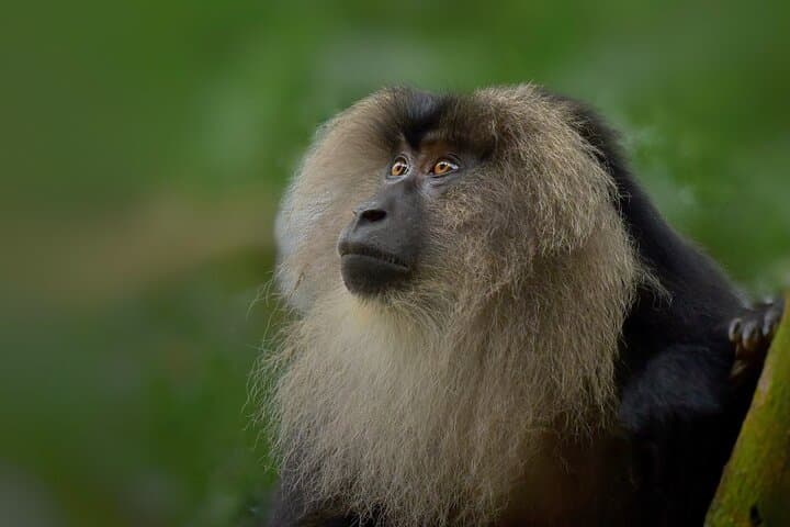 Rainforest Camping at Kudremukh National Park: 3-Day Forest Escape & Sringeri Temple Visit photo 5