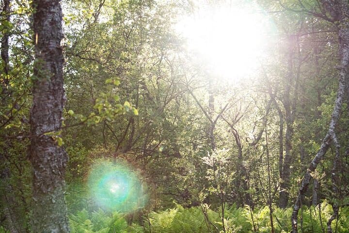 Shinrin-Yoku in Tromsø: Guided Arctic Forest Bathing for Calm and Clarity photo 5