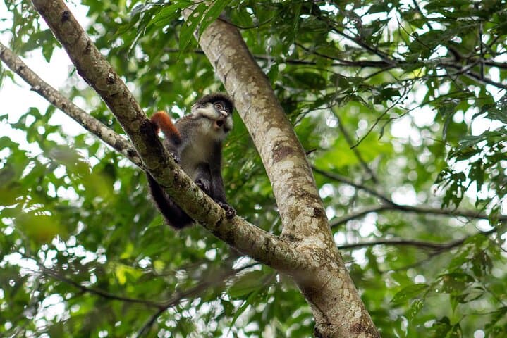 7-Day Uganda Chimps & Gorilla Trekking Safari — Murchison to Bwindi photo 4