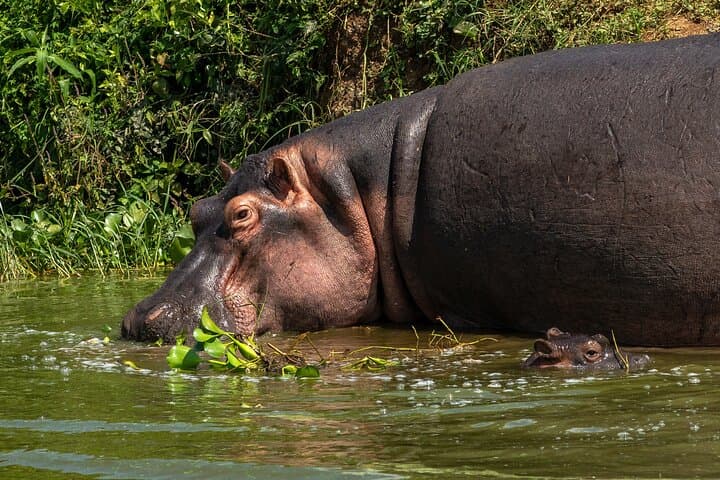 7-Day Uganda Chimps & Gorilla Trekking Safari — Murchison to Bwindi photo 5