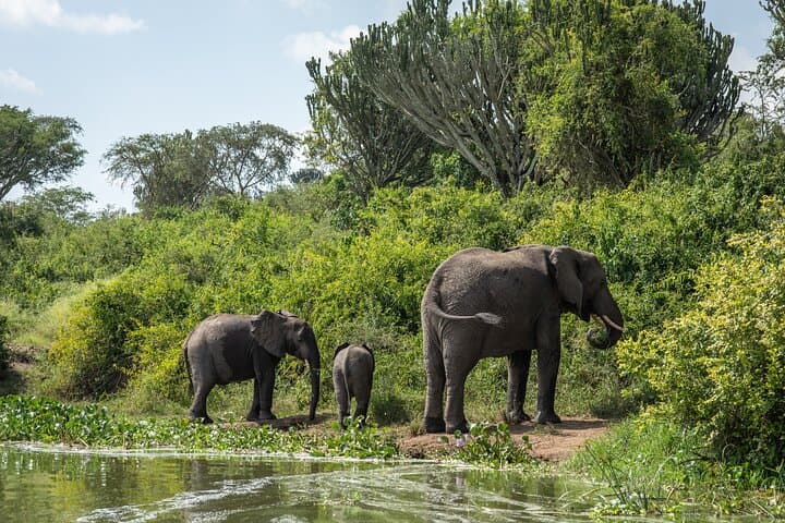 7-Day Uganda Chimps & Gorilla Trekking Safari — Murchison to Bwindi photo 6