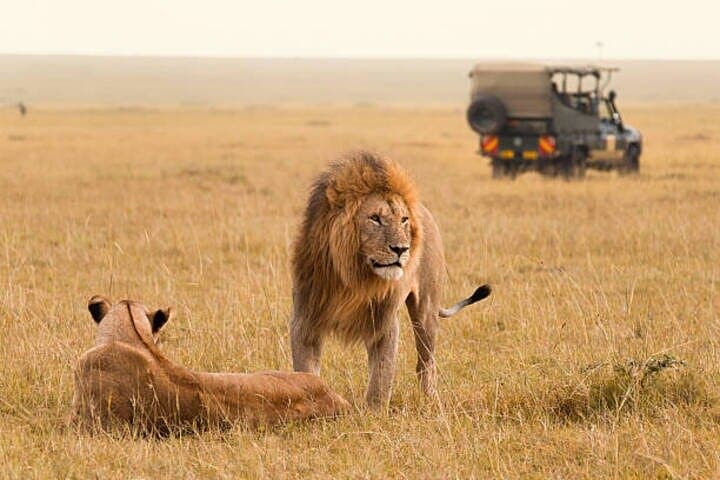 Exploring Nairobi National Park: A Half-Day Guided 4x4 Safari Near the City photo 3