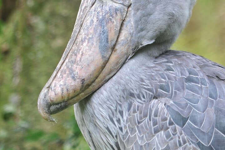 Mabamba Wetland Shoebill Safari: 1-Day Birding Trip from Kampala
