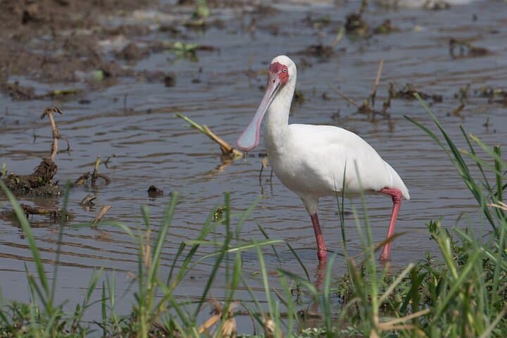 Mabamba Wetland Shoebill Safari: 1-Day Birding Trip from Kampala photo 4