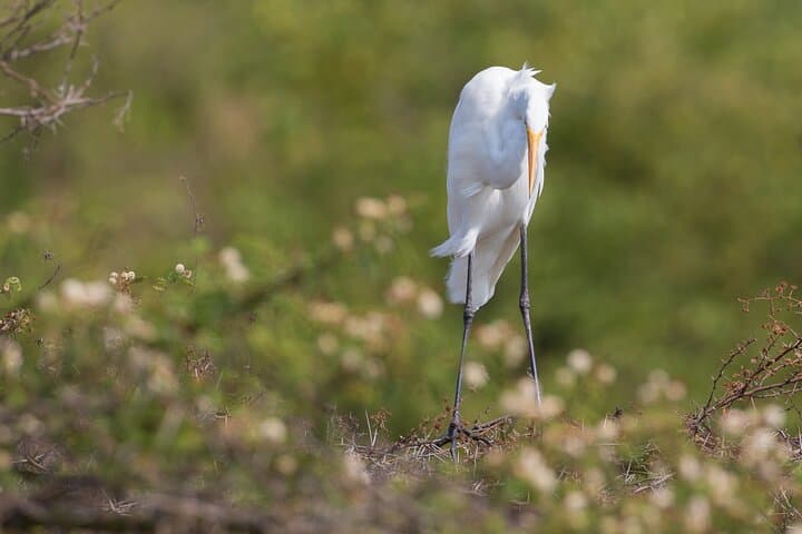 Mabamba Wetland Shoebill Safari: 1-Day Birding Trip from Kampala photo 5