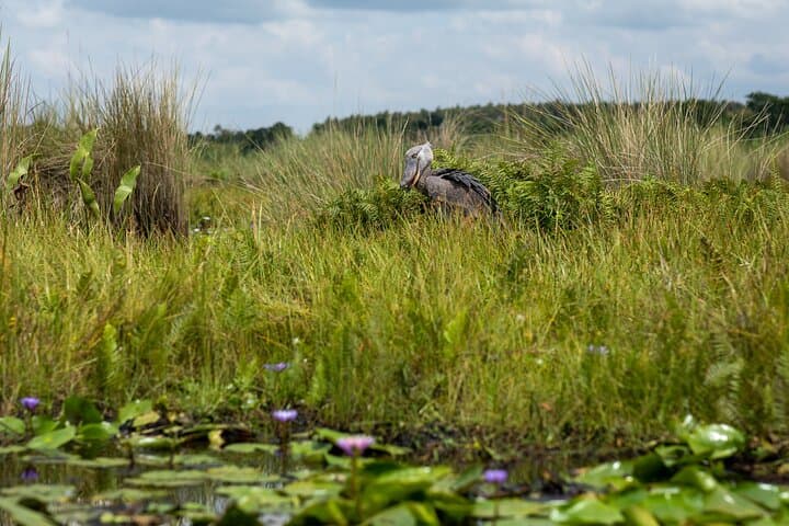 Mabamba Wetland Shoebill Safari: 1-Day Birding Trip from Kampala photo 6