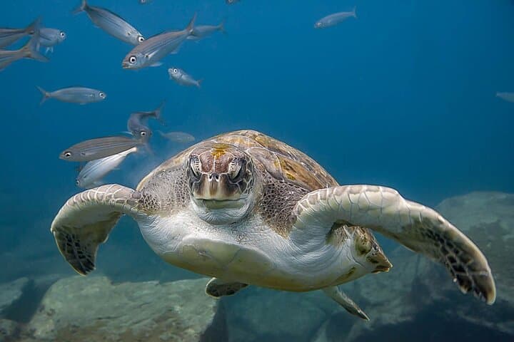 Discover Scuba Diving in Tenerife — El Fraile Intro Dive photo 2