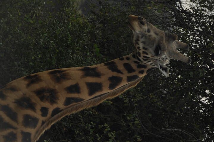 3-Day Murchison Falls National Park Safari with Rhino Tracking