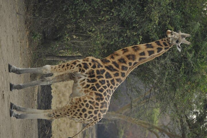 3-Day Murchison Falls National Park Safari with Rhino Tracking photo 2