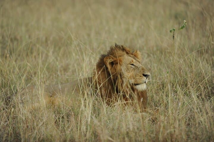 3-Day Murchison Falls National Park Safari with Rhino Tracking photo 3