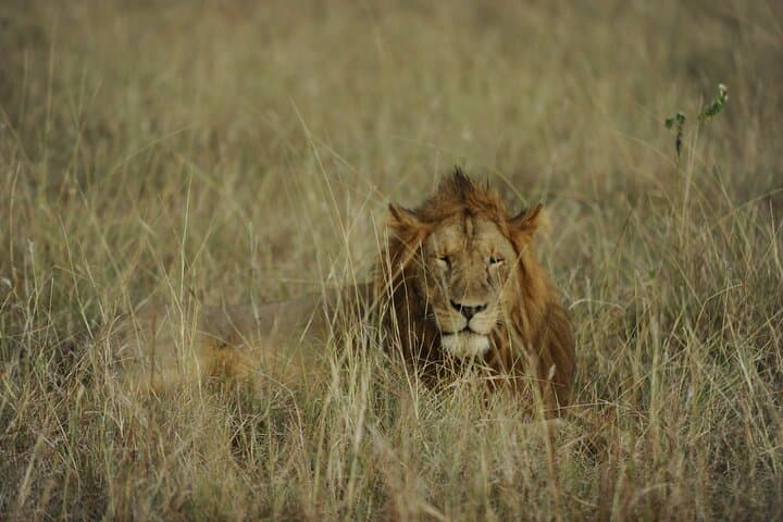 3-Day Murchison Falls National Park Safari with Rhino Tracking photo 4