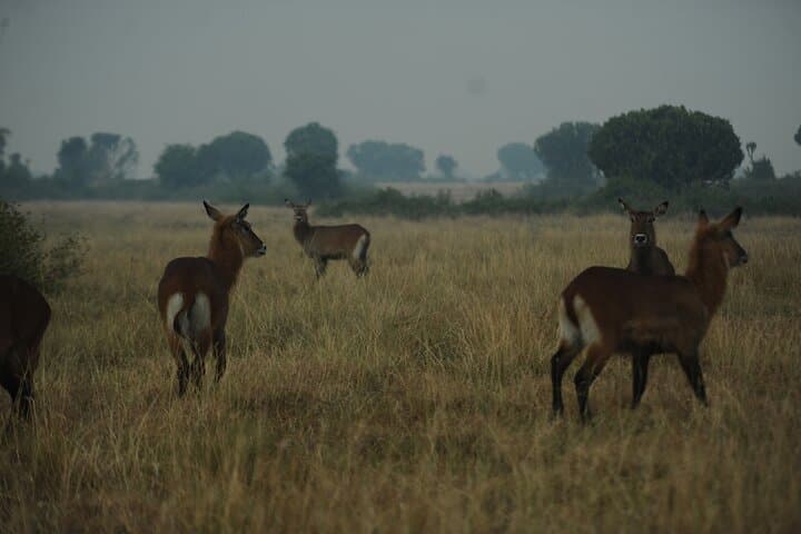 3-Day Murchison Falls National Park Safari with Rhino Tracking photo 5