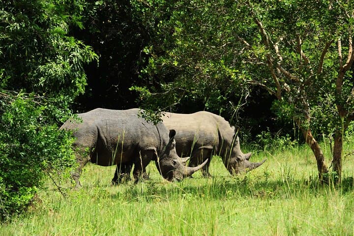 3-Day Murchison Falls National Park Safari with Rhino Tracking photo 6