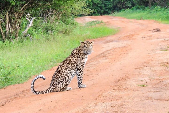 Morning Yala Safari: 7-Hour Wildlife Drive to Spot Leopards & Elephants photo 1