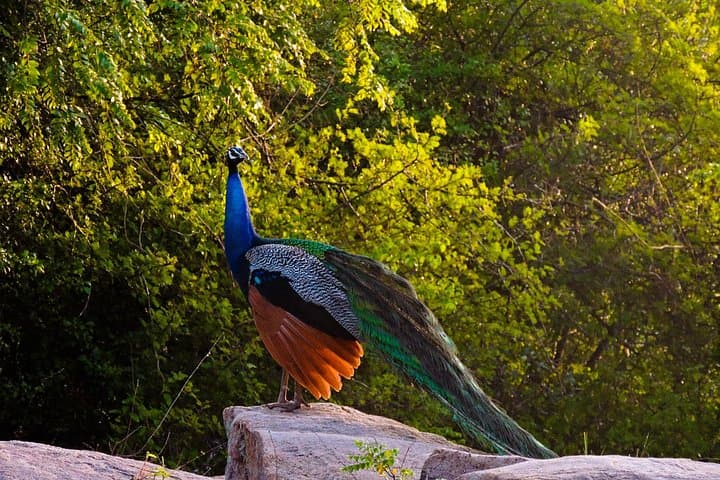 Morning Yala Safari: 7-Hour Wildlife Drive to Spot Leopards & Elephants photo 3
