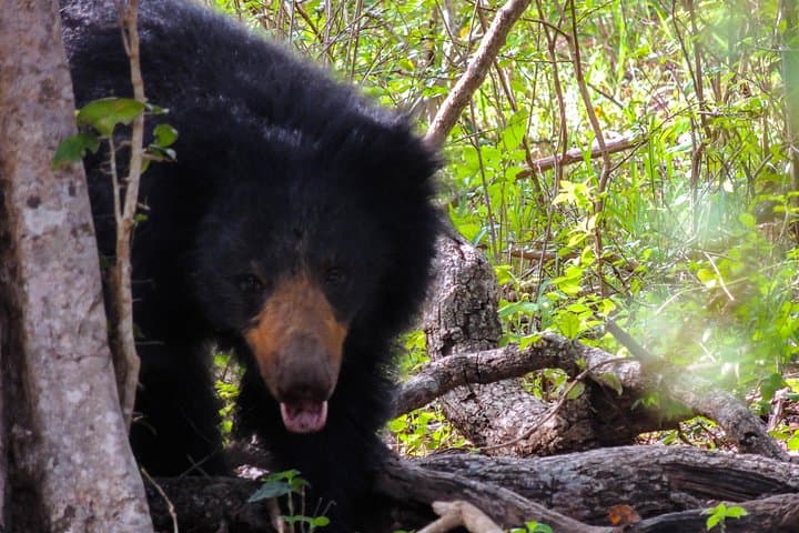Morning Yala Safari: 7-Hour Wildlife Drive to Spot Leopards & Elephants photo 4