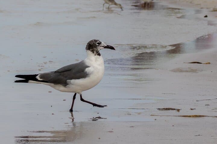 St. Pete Eco Island Hop: 3-Hour Private Gulf Wildlife & Snorkel Tour photo 5