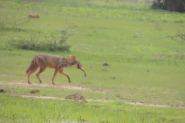 Full-Day Yala National Park Safari: Leopard, Elephant & Birdwatching from Tissamaharama photo 6