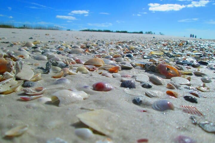 Egmont Key Private Boat Tour — 5-Hour Eco Adventure from St. Petersburg photo 6