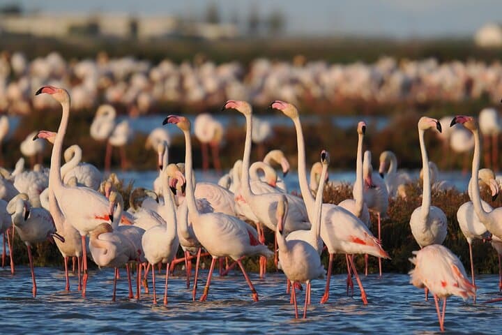 Ebro Delta Birdwatching Tour: Flamingos, Lagoons & Riet Vell Observatory