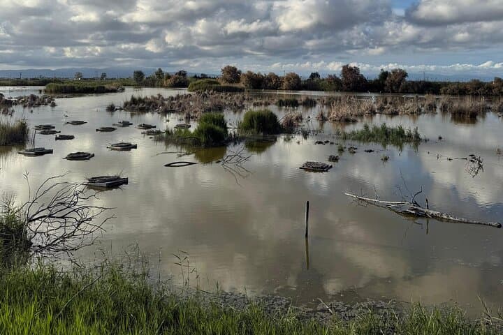 Ebro Delta Birdwatching Tour: Flamingos, Lagoons & Riet Vell Observatory photo 2