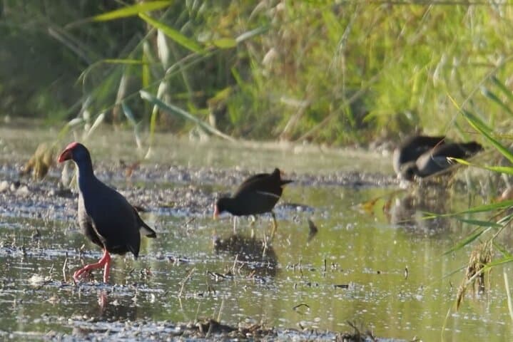 Ebro Delta Birdwatching Tour: Flamingos, Lagoons & Riet Vell Observatory photo 3