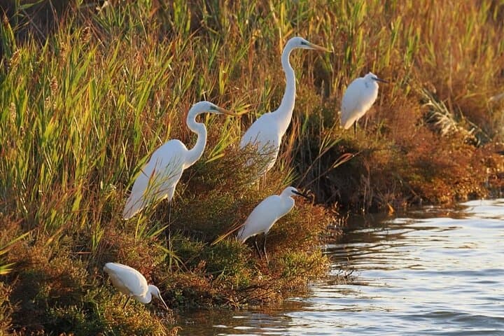 Ebro Delta Birdwatching Tour: Flamingos, Lagoons & Riet Vell Observatory photo 4