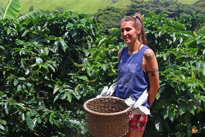 Monteverde Coffee, Chocolate & Sugarcane Farm Tour in the Cloud Forest photo 3