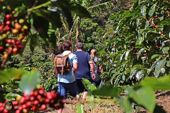 Monteverde Coffee, Chocolate & Sugarcane Farm Tour in the Cloud Forest