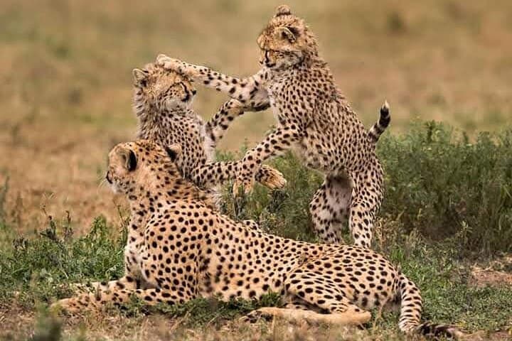 2-Day Private Safari: Tarangire & Ngorongoro Crater Wildlife Experience photo 1