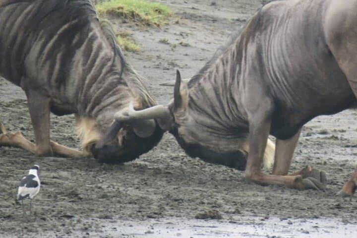 2-Day Private Safari: Tarangire & Ngorongoro Crater Wildlife Experience photo 2