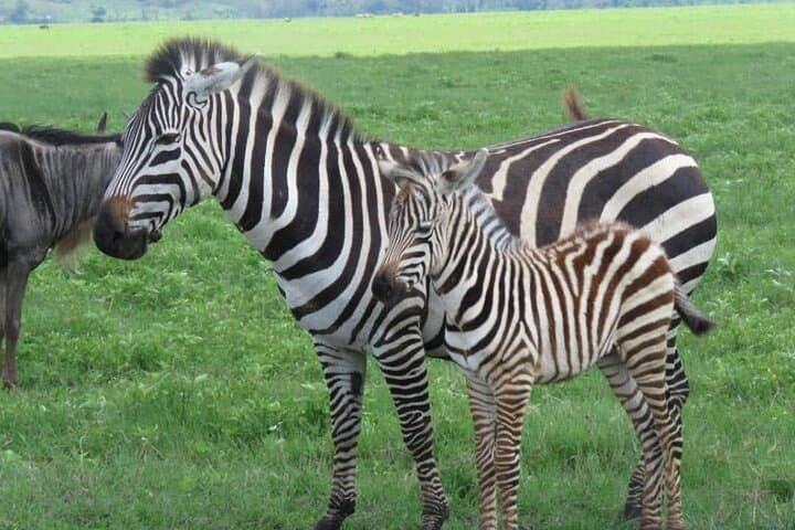 2-Day Private Safari: Tarangire & Ngorongoro Crater Wildlife Experience photo 3