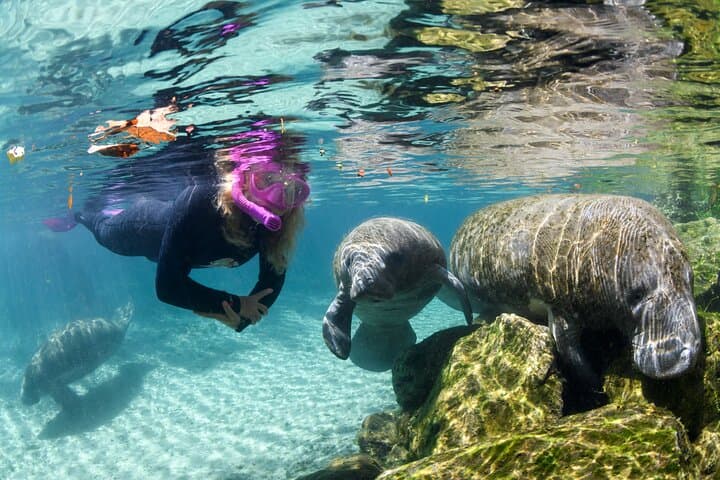 Swim with Manatees in Kings Bay: Guided Snorkel Experience in Crystal River