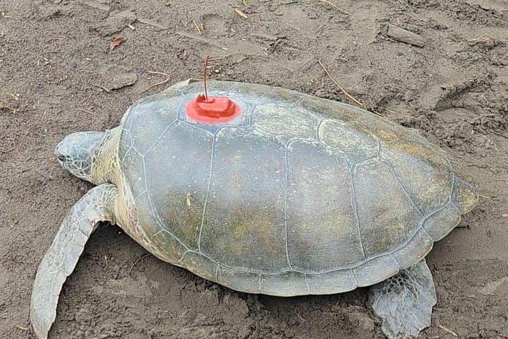 Tortuguero Turtle Nesting Night Tour — Guided Green Turtle Watching in Costa Rica photo 3
