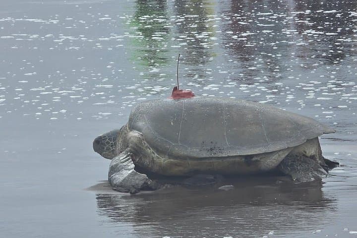 Tortuguero Turtle Nesting Night Tour — Guided Green Turtle Watching in Costa Rica