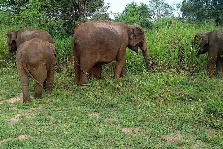 Minneriya Elephant Safari: Jeep Wildlife-Watching at Sri Lanka’s Reservoirs photo 4
