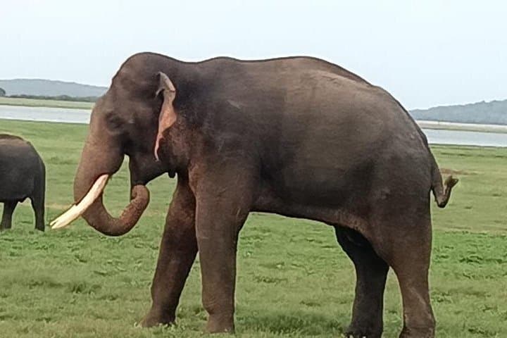 Minneriya Elephant Safari: Jeep Wildlife-Watching at Sri Lanka’s Reservoirs photo 6