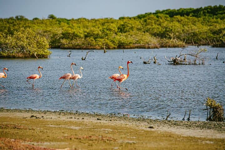 Bonaire Flamingo Spotting Adventure: Off-Road Views at Pekelmeer photo 3