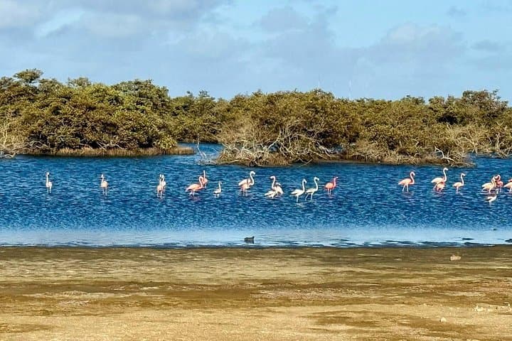 Bonaire Flamingo Spotting Adventure: Off-Road Views at Pekelmeer photo 2