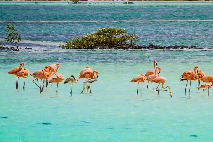 Bonaire Flamingo Spotting Adventure: Off-Road Views at Pekelmeer photo 4