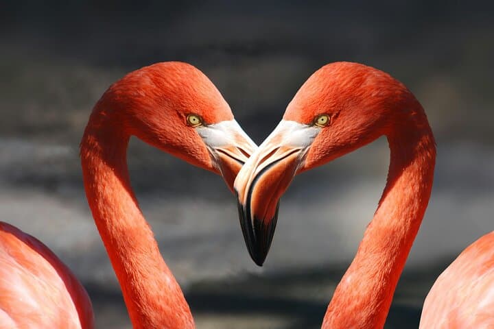 Bonaire Flamingo Spotting Adventure: Off-Road Views at Pekelmeer photo 1