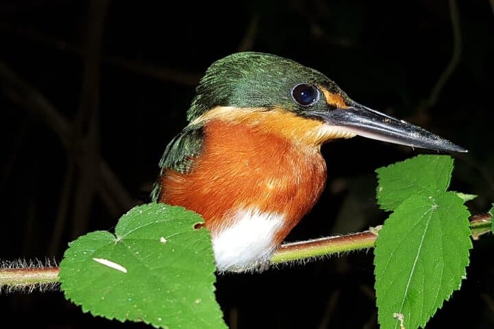 3-Day Manu Cultural Zone Jungle Lodge: Macaws, Hoatzin & River Adventures