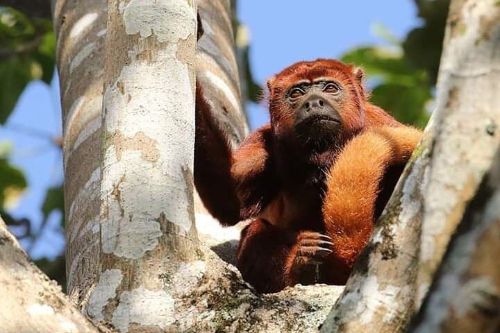 3-Day Manu Cultural Zone Jungle Lodge: Macaws, Hoatzin & River Adventures photo 6